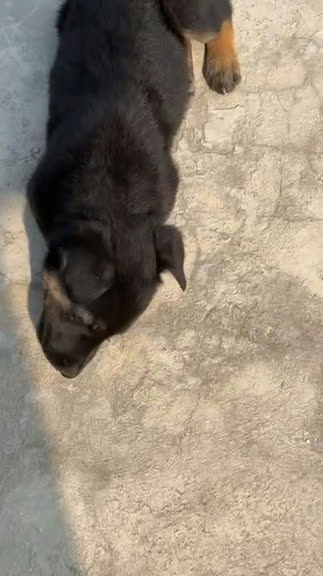 A sleepy black and tan puppy lying on the floor