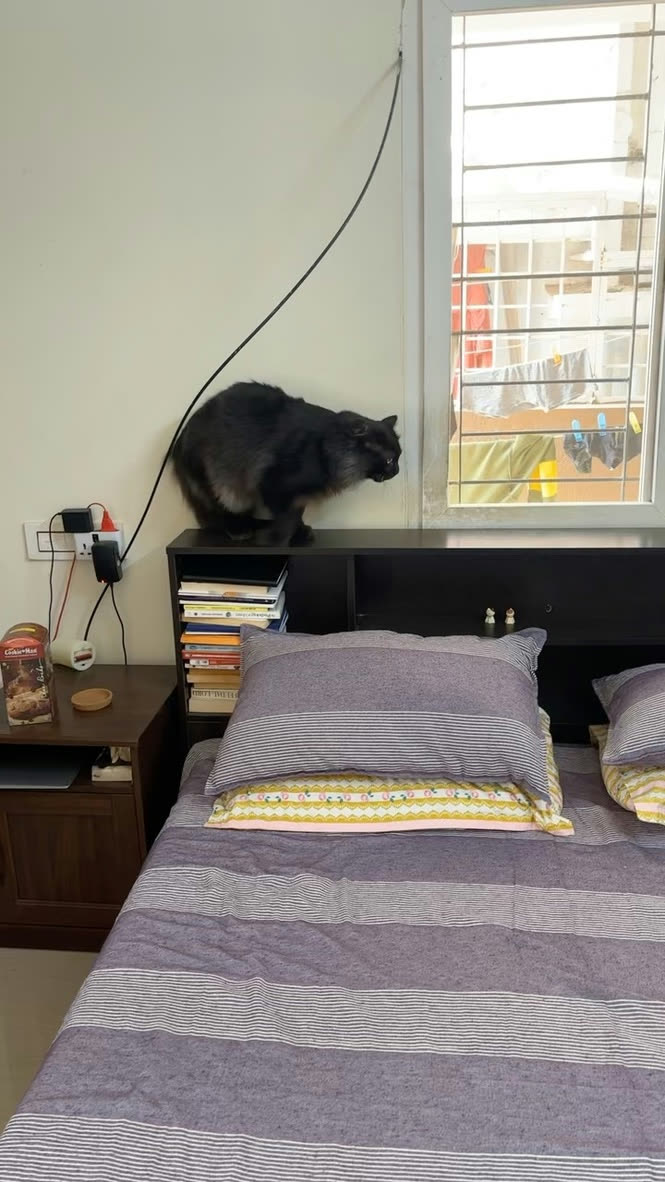 A black cat perched on a bed headboard, staring out the window